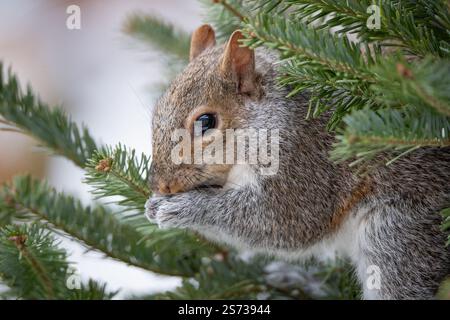Niedliches Nahporträt eines Grauen Eichhörnchens (Sciurus carolinesis), das in einer Kiefer sitzt. Stockfoto