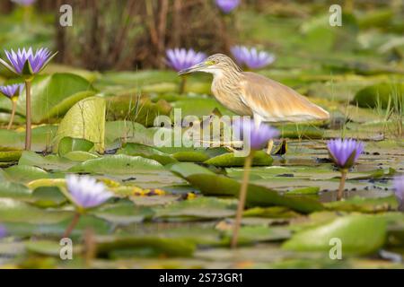 Squacco Reiher Ardeola ralloides, Erwachsene spazieren auf Seerosen, Mabamba Swamp, Uganda, September Stockfoto