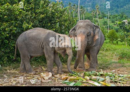 Zwei indische Elefanten im Elephant Home Heiligtum Stockfoto