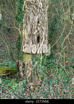 Baumstamm mit bedeckten Efeustämmen, die geschnitten/abgeschnitten wurden, um den Efeu zu töten, der aufwuchs und den Baum erstickt, Leicestershire, England, Großbritannien Stockfoto