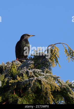 Starling im Wintersonnenlicht Stockfoto