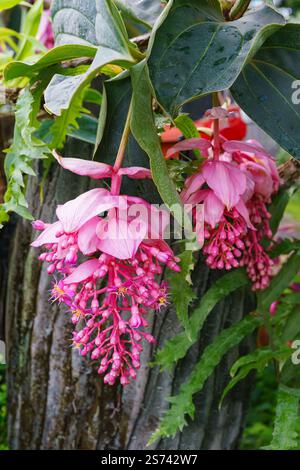 Schöne blühende hellrosa Medinilla-Magnifica, Philippine Orchid, im Gewächshaus auf grünem Hosenhintergrund. Gartenhobbys, Pflanzenzucht und Stockfoto