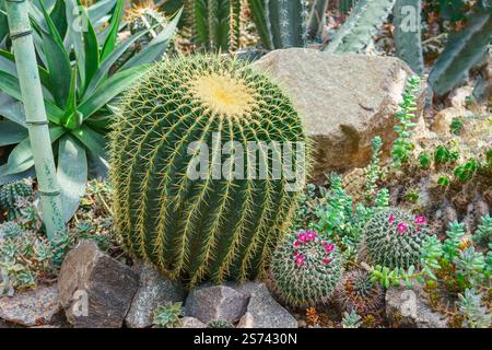 Kaktusblüten Cactacea Juss Echinocactus grusonii Hildm in der Nähe eines Felsens in natürlicher Umgebung im botanischen Garten. Gewächshaus, Gewächshaus, Orangerie, Garde Stockfoto