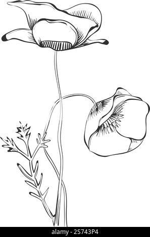 Mohnblume im Retro-Stil. Botanische Darstellung der schwarzen Linie auf weißem Hintergrund. Mohnblume im Retro-Stil. Botanische Darstellung der schwarzen Linie Stock Vektor