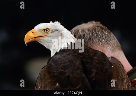 DEVENTER, Stadion de Adelaarshorst, 18.01.2025, Saison 2024/2025, niederländische Eredivisie. Während des Spiels Go Ahead Eagles - Groningen, Harly Credit: Pro Shots/Alamy Live News Stockfoto