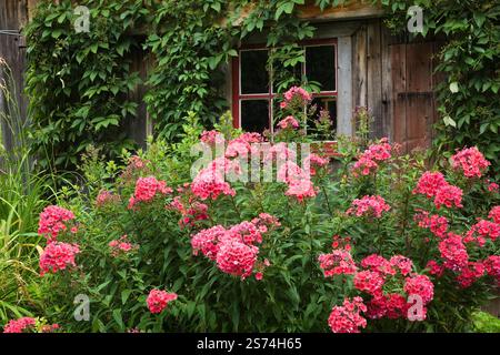 Rotes Phlox paniculata „Starfire“ blüht vor einer alten Holzscheune, die mit Klettervitis bedeckt ist – im Sommer im rustikalen Garten im Hinterhof. Stockfoto