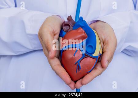 Nahaufnahme der Hände eines Arztes, der sanft ein detailliertes anatomisches Herzmodell hält, symbolisiert Pflege und Expertise in Kardiologie und Gesundheitswesen. Konzepte o Stockfoto