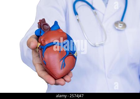 Arzt mit detailliertem anatomischen Herzmodell in der Hand, begleitet von Stethoskop und weißem Fell. Versorgungskonzepte, kardiologische Ausbildung A Stockfoto