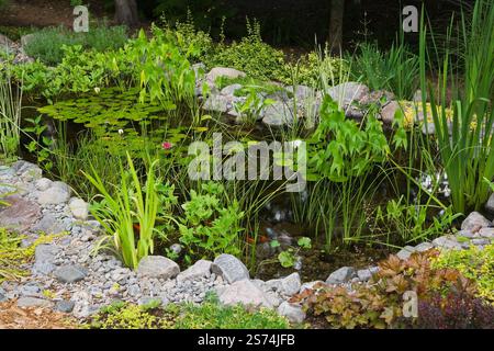 Teich mit Typha minima - Zwergkatzen, Typha latifolia - gewöhnliche Katzenschwänze, Pondeteria cordata - Pickerelkraut, Nymphaea - Wasserlilien und Carassius. Stockfoto