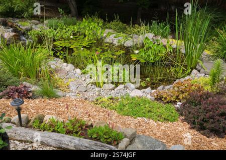 Berberis thunbergii 'Königliches Burgund' - Japanische Berberitze Laubstrauch, Heuchera micrantha 'Palace Purple' - Breitblatt-Korallenblume in der Grenze. Stockfoto