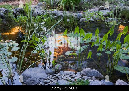 Beleuchteter Teich mit Pondeteria Cordata - Pickerel Unkraut und Nymphaea - Wasserlilien Pads im Garten im Garten bei Sonnenuntergang im Sommer. Stockfoto