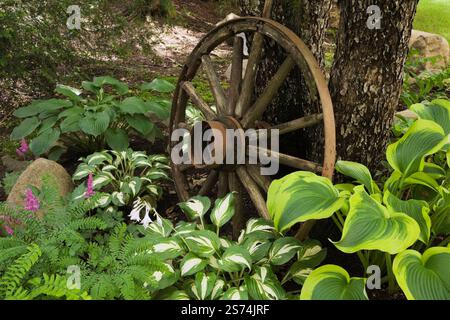 Hostas einschließlich der 'Sharmon'-Sorte in gemischter Grenze unter Malus domestica - Apfelbaum dekoriert mit alten Wagenrädern im Vorgarten. Stockfoto