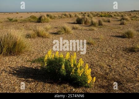Vogelfuß-Trefoil (Lotus corniculatus), Kessingland Beach, Suffolk Stockfoto