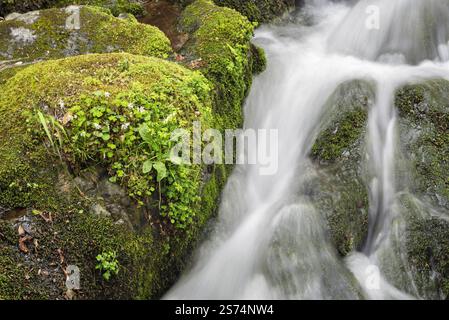 Ein Wasserstrom fließt über einen moosigen Felsen. Das Wasser ist klar und ruhig und das Moos auf dem Felsen ist grün und üppig. Die Szene ist friedlich Stockfoto