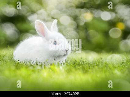Kaninchen weiden auf frischem grünem Gras, Frühlingsfrische und lebendige Natur Stockfoto