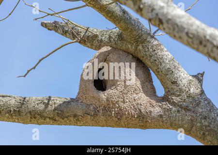 Nest eines Rufous Hornero (Furnarius rufus), der auf einem Zweig eines Baumes errichtet wurde. Stockfoto