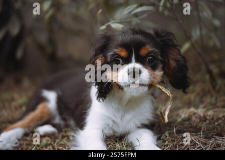 Porträt des Kavalierhundwelpen. Kavalierkönig charles Spaniel mit Blume im Mund im Garten Stockfoto