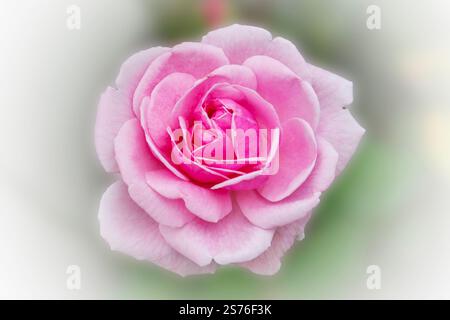 Nahaufnahme einer rosafarbenen Rose mit doppelten Staubblättern, die schön und sanft aussehen wie eine blühende Liebe. Stockfoto