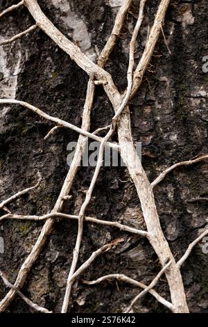 Abstrakte Wurzelmuster von Reben auf Baumstamm - Brevard, North Carolina, USA Stockfoto