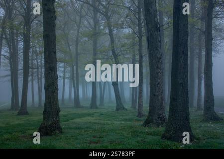 Eine dunkle, nebelige Landschaft im Suffolk County, Long Island, New York, mit stimmungsvollen Bäumen und einer geheimnisvollen, atmosphärischen Atmosphäre. Naturfotografie. Stockfoto