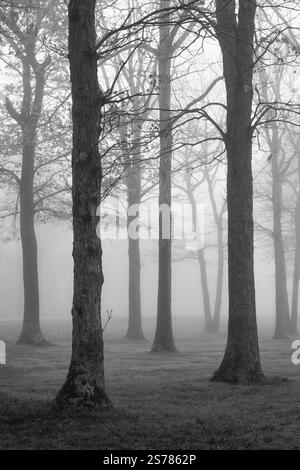 Eine schwarz-weiße Landschaft mit nebeligen Bäumen im Suffolk County, Long Island, New York, mit stimmungsvollen Tönen und heiterer, atmosphärischer Schönheit. Stockfoto