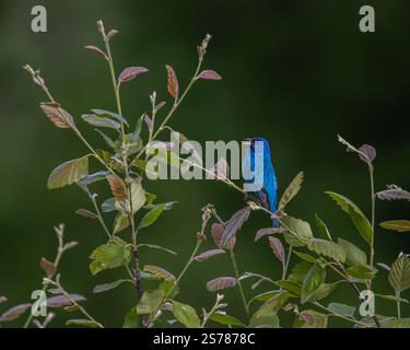 Zwischen Frühlingsblättern und Zweigen thront ein Indigo-Falz, dessen leuchtend blaue Federn sich auf diesem atemberaubenden Tierfoto abheben. Stockfoto