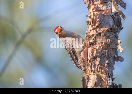 Ein Rotbauchspecht haftet an einem Baum, dessen leuchtende Markierungen auf diesem detailreichen Tierfoto auffallen. Stockfoto