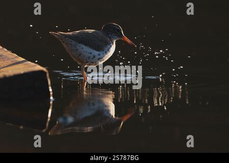 Ein gefleckter Sandpiper plätschert ins Wasser und seine hintergrundbeleuchtete Form schafft eine dramatische Szene im dunklen Morgenlicht. Stockfoto