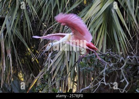 Rosenlöffelschnabel (Platalea ajaja), Erwachsene, hoch aufragend, St. Augustine, Florida, Nordamerika, USA, Nordamerika Stockfoto