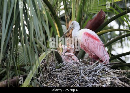 Rosenlöffelschnabel (Platalea ajaja), ausgewachsen, drei Jungtiere, drei Küken, auf dem Nest, am Brutplatz, am Baum, Sozialverhalten, St. Augustine, Florida Stockfoto