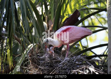 Rosenlöffelschnabel (Platalea ajaja), Erwachsene, füttert die Jungen, drei Jungen, drei Küken, auf dem Nest, auf dem Brutplatz, auf dem Baum, Sozialverhalten, St. Aug Stockfoto