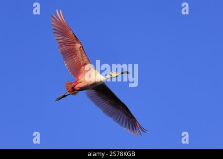 Rosenlöffelschnabel (Platalea ajaja), Erwachsene, fliegende, St. Augustine, Florida, Nordamerika, USA, Nordamerika Stockfoto