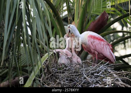 Rosenlöffelschnabel (Platalea ajaja), Erwachsene, füttert die Jungen, drei Jungen, drei Küken, auf dem Nest, auf dem Brutplatz, auf dem Baum, Sozialverhalten, St. Aug Stockfoto