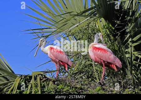 Rosenlöffelschnabel (Platalea ajaja), Erwachsene, Paar, Zuchtsaison, auf der Suche nach Brutstätte, auf Baum, St. Augustine, Florida, Nordamerika, USA, Nort Stockfoto