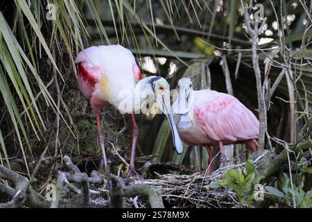 Rosenlöffelschnabel (Platalea ajaja), adulte Paare, am Nest, an der Zuchtstelle, auf Baum, Sozialverhalten, St. Augustine, Florida, Nordamerika, USA, NOR Stockfoto