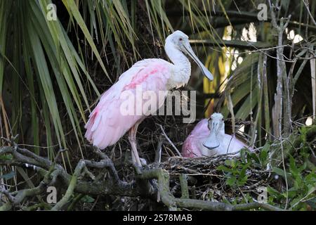 Rosenlöffelschnabel (Platalea ajaja), ausgewachsen, Paar, am Nest, Zucht, am Brutplatz, am Baum, Sozialverhalten, St. Augustine, Florida, Nordamerika Stockfoto