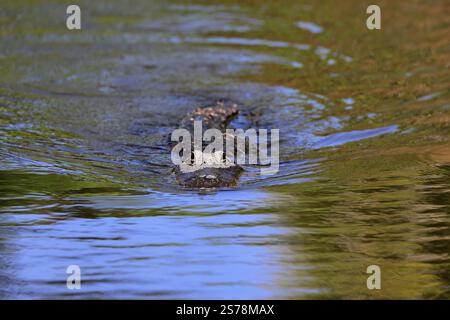 Mississippi Alligator (Alligator mississippiensis), Hechtalligator, Erwachsene, im Wasser, Schwimmen, Florida, USA, Nordamerika Stockfoto