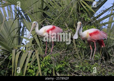 Rosenlöffelschnabel (Platalea ajaja), Erwachsene, Paar, Zuchtsaison, auf der Suche nach Brutstätte, auf Baum, St. Augustine, Florida, Nordamerika, USA, Nort Stockfoto