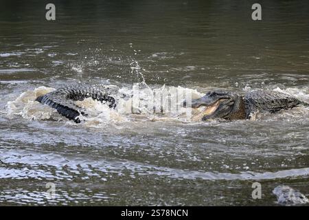 Mississippi Alligator (Alligator mississippiensis), Hecht Alligator, Erwachsene, männlich, zwei männliche, im Wasser, Florida, USA, Nordamerika Stockfoto