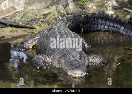Mississippi Alligator (Alligator mississippiensis), Hecht Alligator, Erwachsene, liegend, freundlich, lächelnd, im Wasser, Florida, USA, Nordamerika Stockfoto