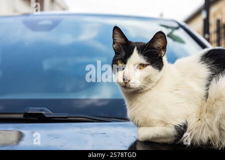 Schwarz-weiße Katze, die sich draußen auf der Motorhaube entspannt. Stockfoto