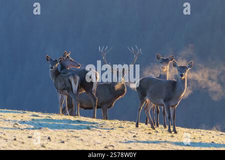 Ein Rothirsch (Cervus elaphus) und vier Hintern stehen im ersten Licht des Tages auf einer mit Raureif bedeckten Wiese. Ihr Atem kondensiert in der Kälte Stockfoto