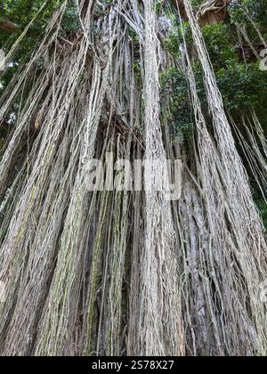 Lange nachlaufende Luftwurzeln oder zufällige Wurzeln auf einem Baum in Bali Indonesien, von unten gesehen, mit Blick auf das grüne Baldachin darüber Stockfoto