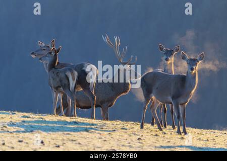 Ein Rothirsch (Cervus elaphus) und vier Hintern stehen im ersten Licht des Tages auf einer mit Raureif bedeckten Wiese. Ihr Atem kondensiert in der Kälte Stockfoto
