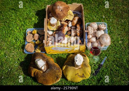 Ein Blick auf das Leben in Neuseeland: Auf der Suche nach essbaren Wildpilzen, einschließlich Porcini (Boletus edulis) Stockfoto