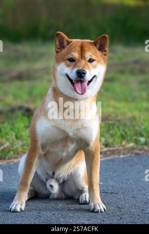 Der Shiba-Inu-Hund spielt an einem sonnigen Tag im Garten. Porträt eines süßen japanischen Hundes Shiba Inu auf grünem Gras. Stockfoto