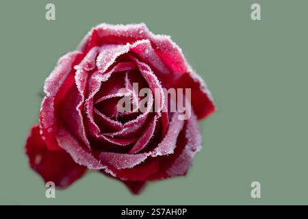 Nahaufnahme einer verblassten Rose im Winter. Die Rose ist von Frost bedeckt Stockfoto