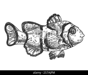 Vektor-Illustration von Clownseefischen. Ein tropisches Unterwassertier. Tropisches Element der Natur. Für Postkarten, Ausdrucke. Handgezeichneter, strukturierter Ske Stock Vektor