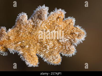 Nahaufnahme eines gelben Eichenblattes, das im Winter mit Eiskristallen bedeckt ist. Stockfoto