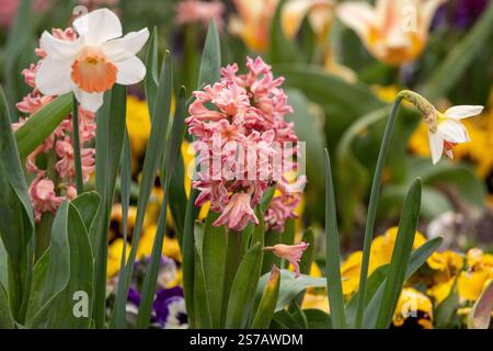 Rosafarbene Hyazinthen blühen im Frühling im Garten. Stockfoto